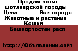 Продам котят шотландской породы › Цена ­ 2 000 - Все города Животные и растения » Кошки   . Башкортостан респ.